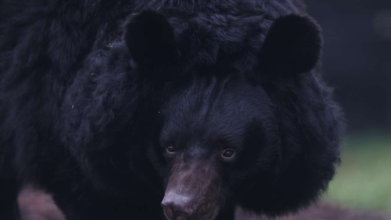 Rescued bear from Donetsk explores his new surroundings at Five Sisters Zoo near Edinburgh