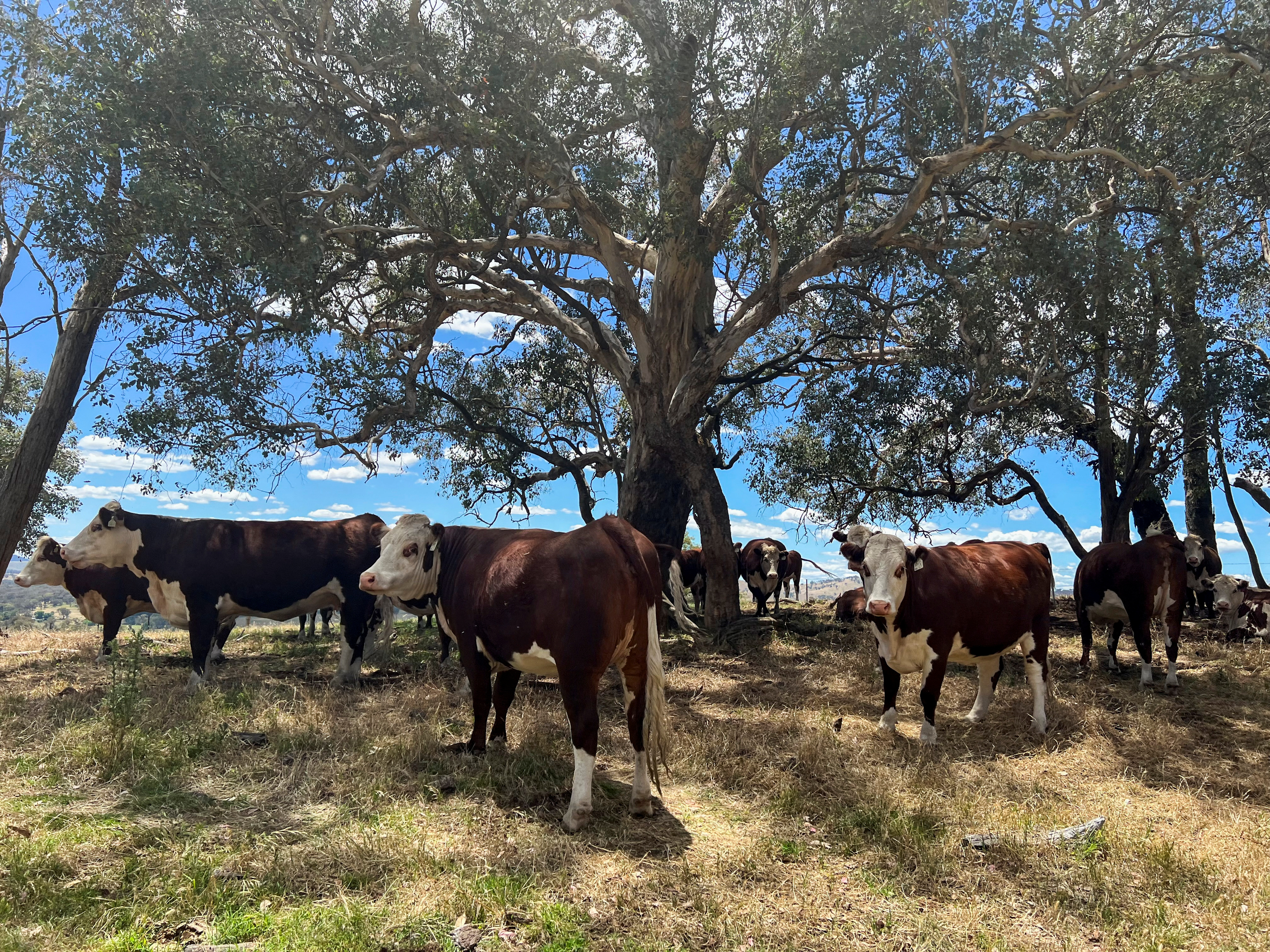 Cattle take refuge from the summer sun under trees at a farm near Adelong