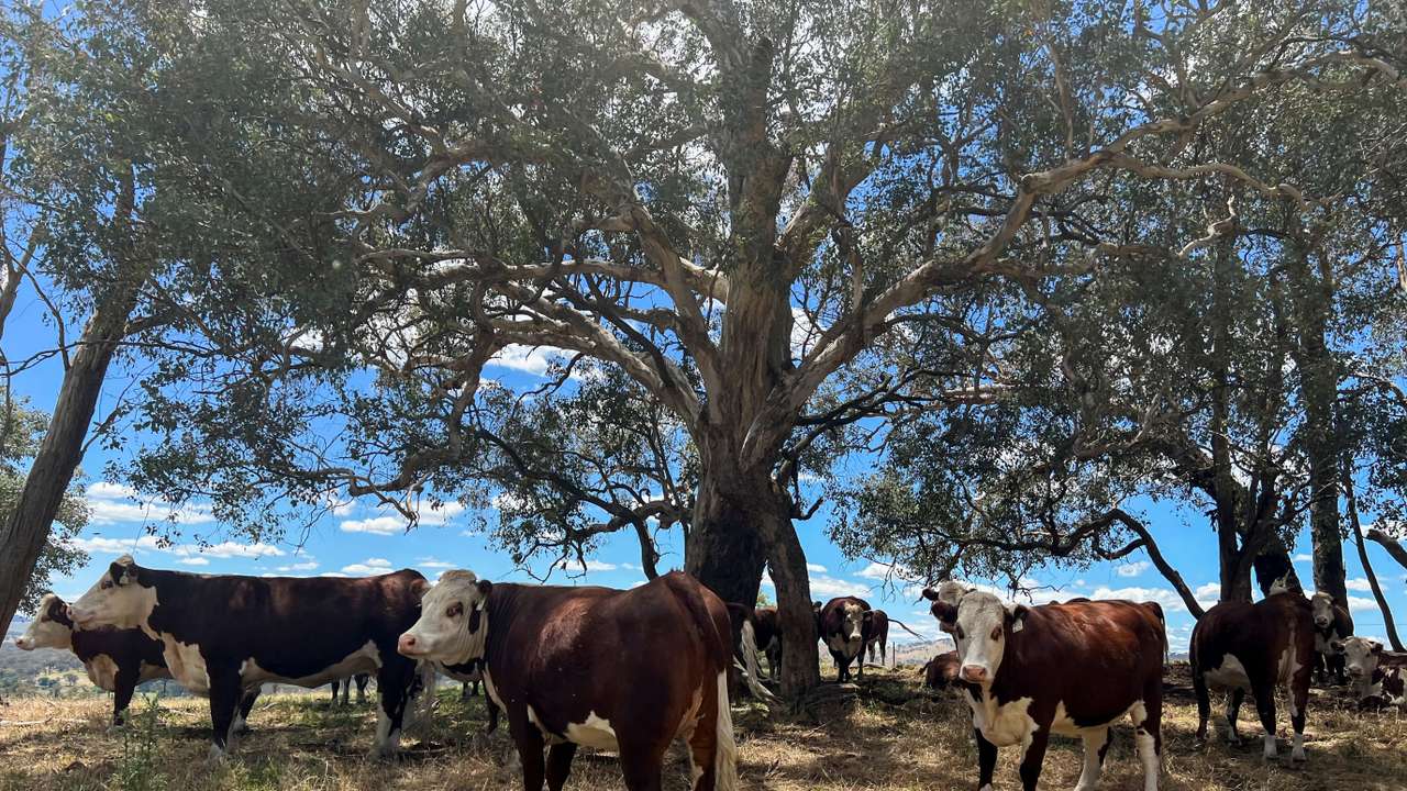 Cattle take refuge from the summer sun under trees at a farm near Adelong