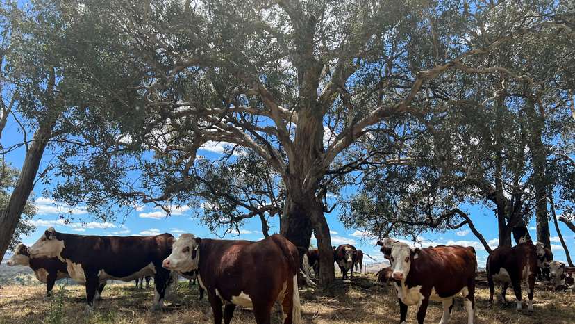 Cattle take refuge from the summer sun under trees at a farm near Adelong