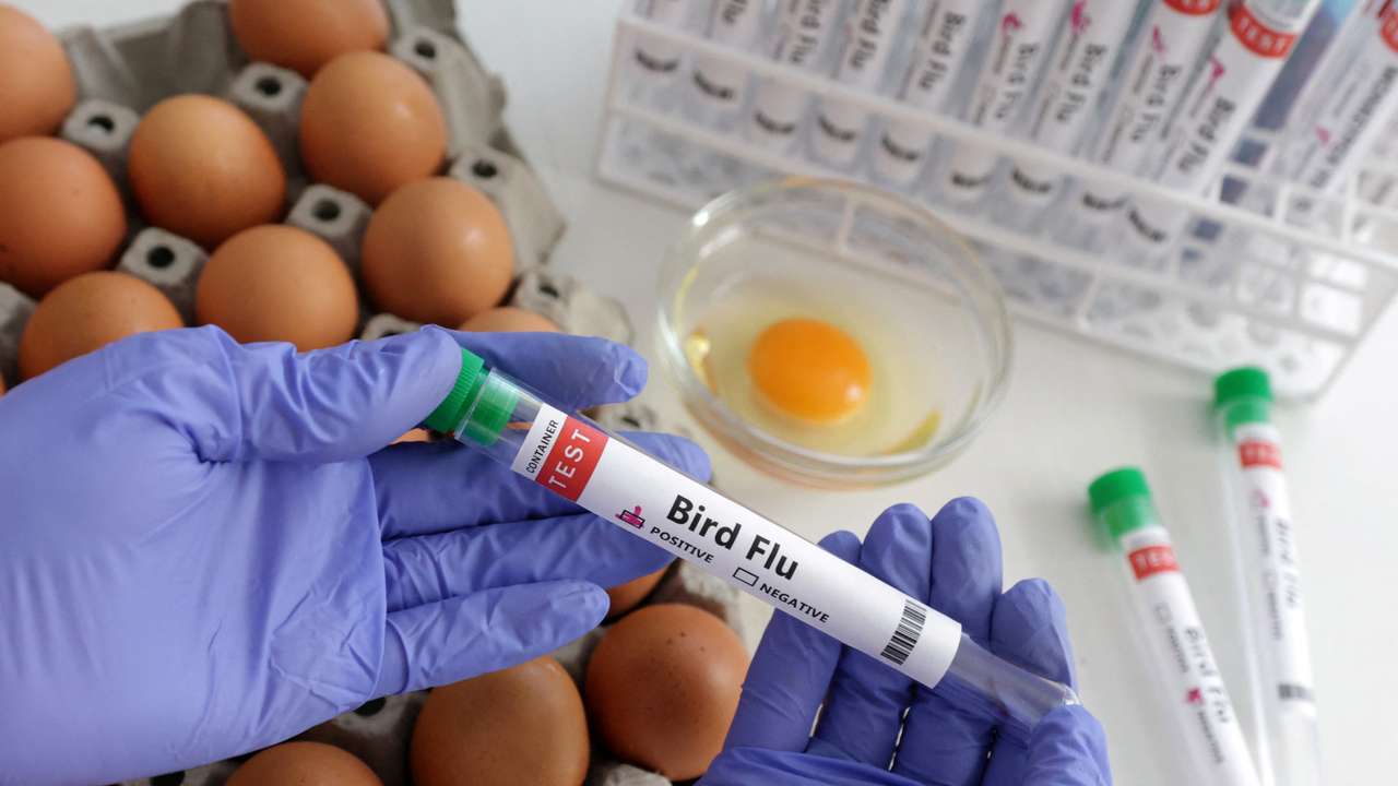 Illustration shows person holding test tube labelled "Bird Flu" and eggs