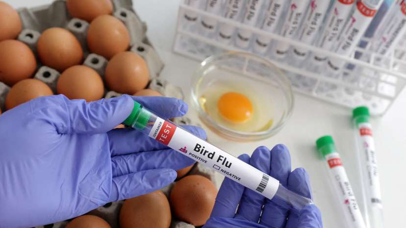 Illustration shows person holding test tube labelled "Bird Flu" and eggs