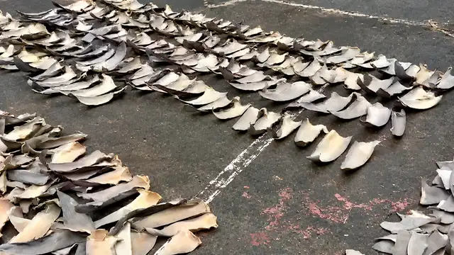 Colombia seizes shark fins