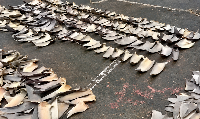 Colombia seizes shark fins