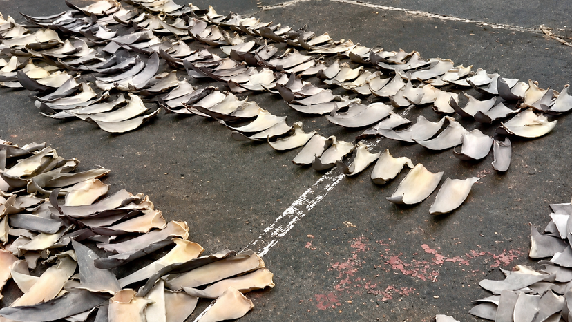 Colombia seizes shark fins