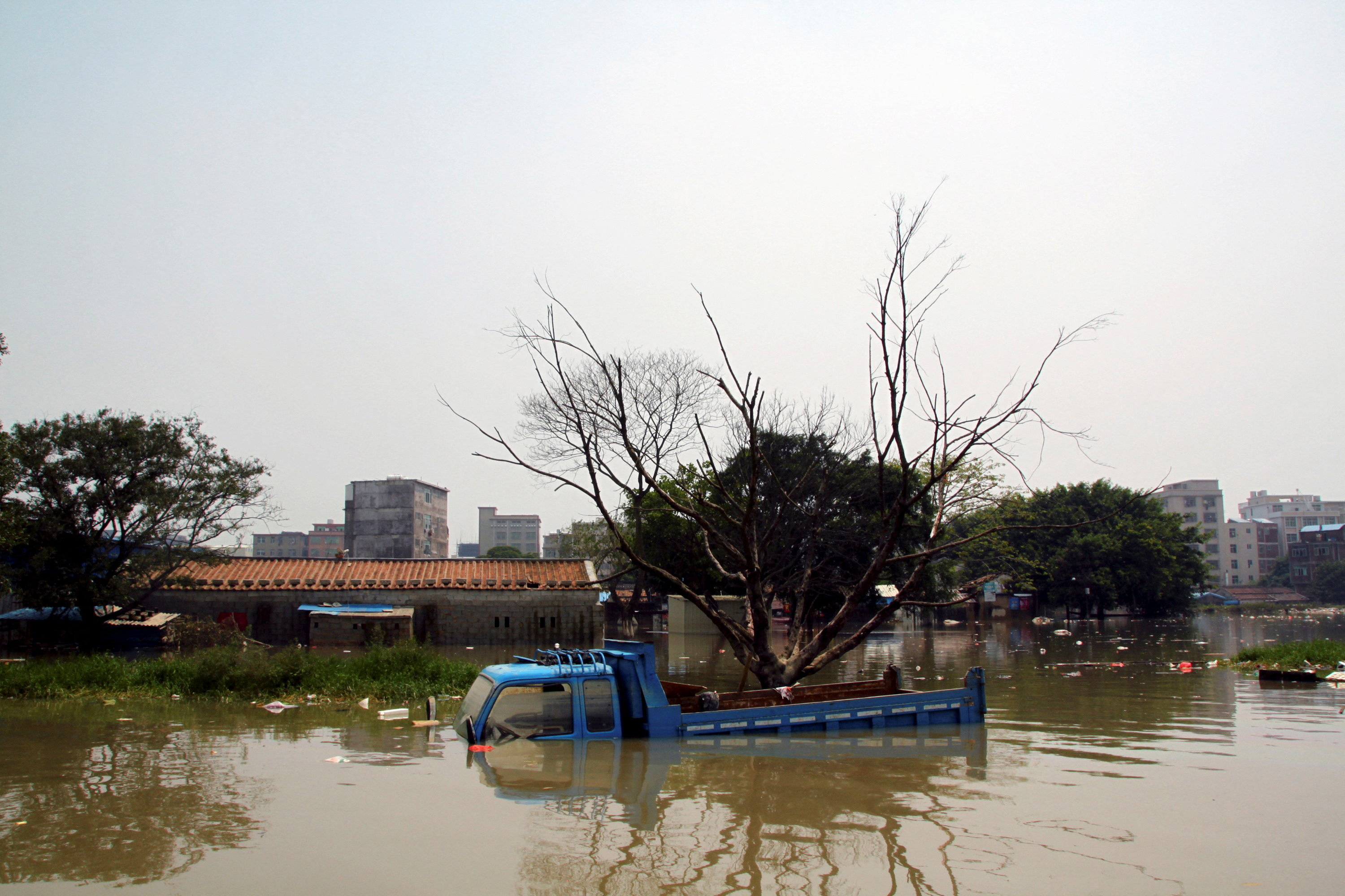 Coral crisis in the Philippines: Innovative effort targets destructive starfish