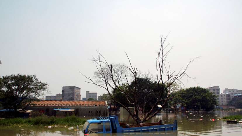 Coral crisis in the Philippines: Innovative effort targets destructive starfish