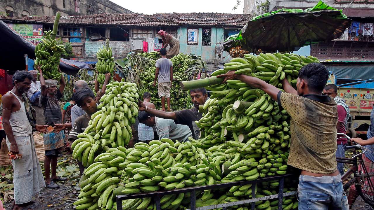 Labourers load bananas into a trishaw to transport them for sale at a wholesale fruit market in Kolkata