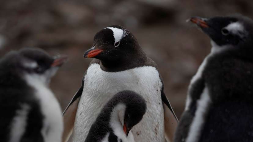 The Wider Image: On board the Antarctic expedition that reveals dramatic penguin decline