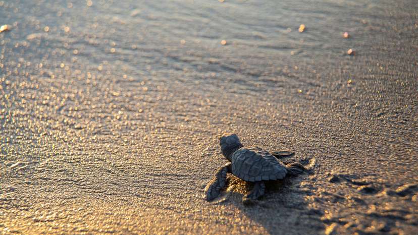 Volunteers release baby turtles into the sea on Chacocente beach in Nicaragua