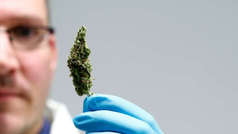 FILE PHOTO: An employee holds up cannabis in the laboratory at the headquarters of herbal medicines manufacturer Bionorica in Neumarkt