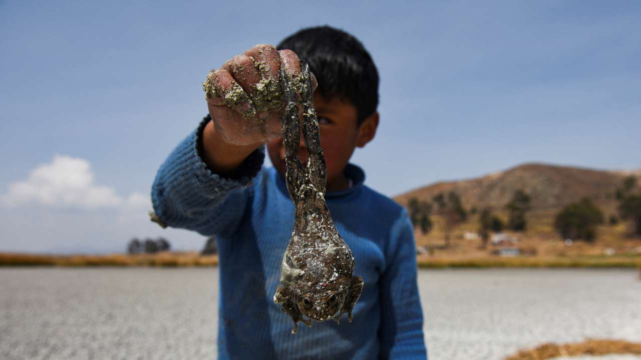 Lake Titicaca shrinks amid extreme drought,on Cojata Island