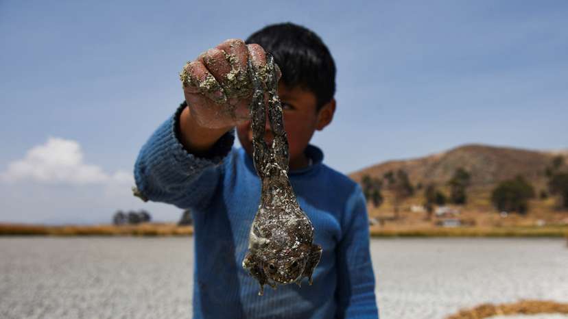 Lake Titicaca shrinks amid extreme drought,on Cojata Island