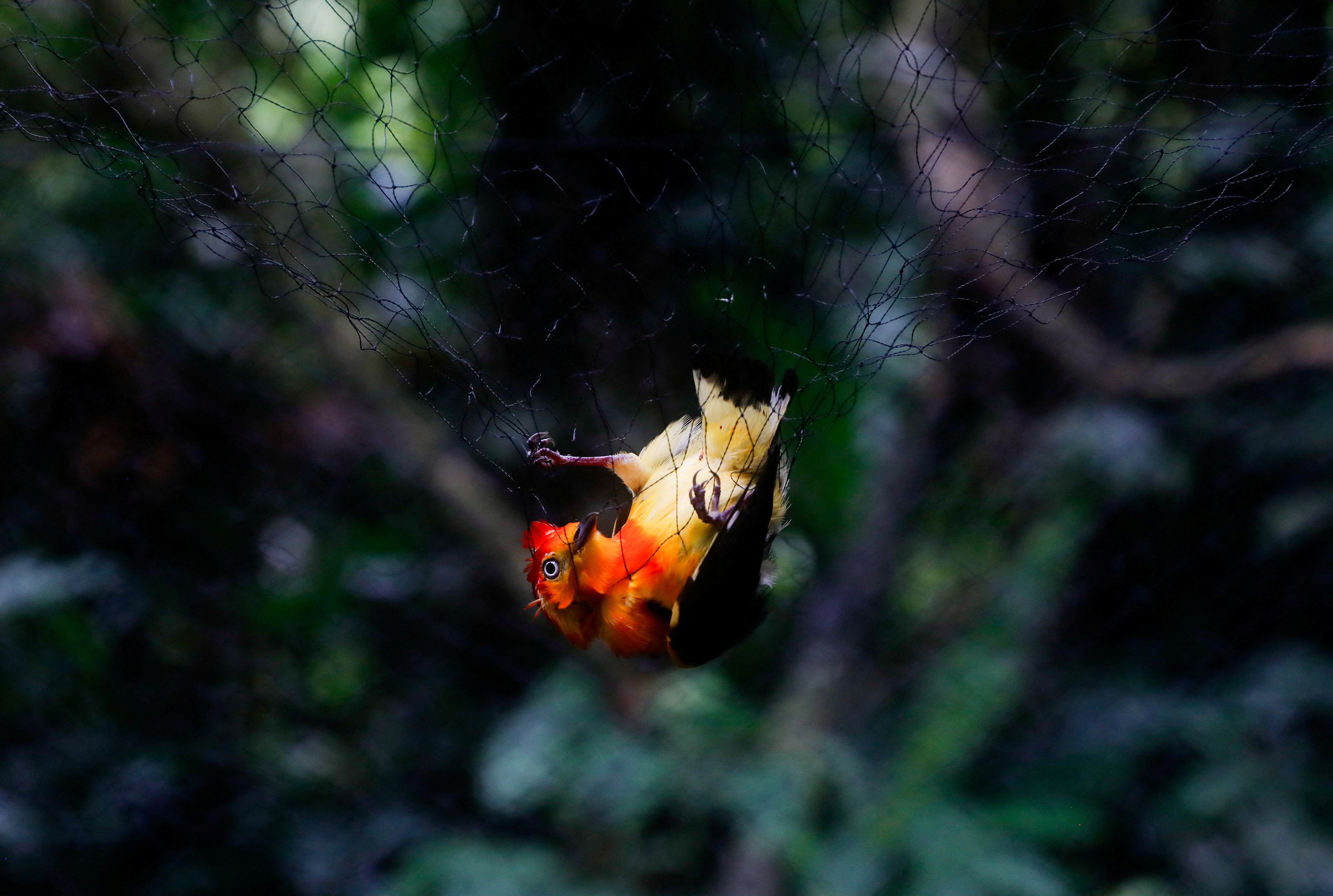 FILE PHOTO: Amazon rainforest gold mining is poisoning scores of threatened species