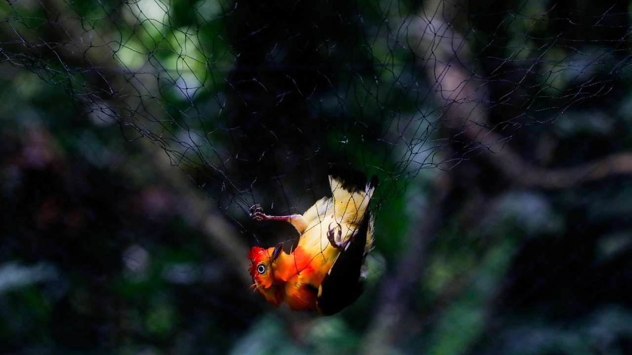 FILE PHOTO: Amazon rainforest gold mining is poisoning scores of threatened species