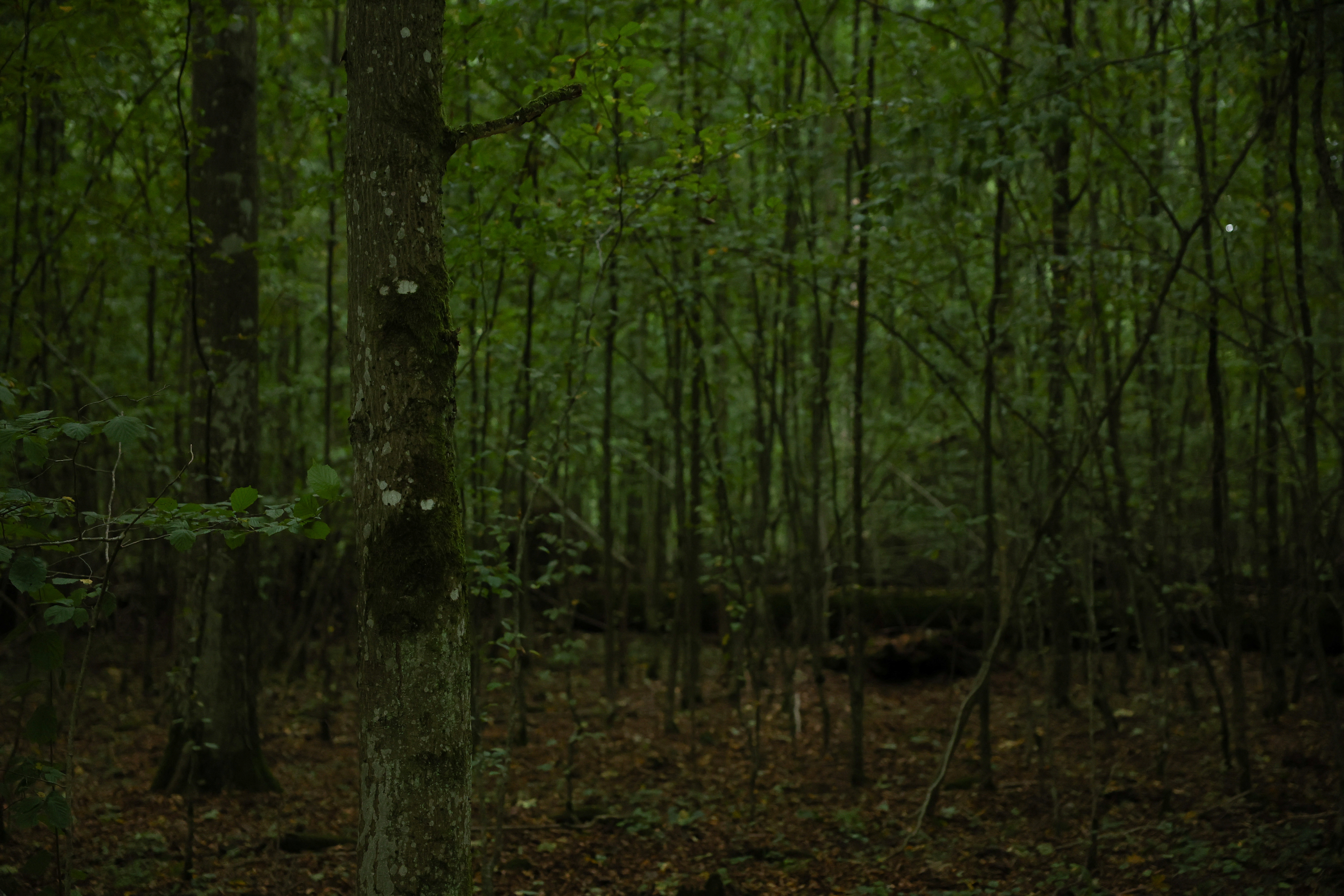 General view of the forest, during the migrant crisis on the Belarusian-Polish border, near Bialowieza