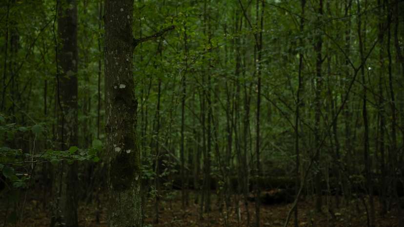 General view of the forest, during the migrant crisis on the Belarusian-Polish border, near Bialowieza