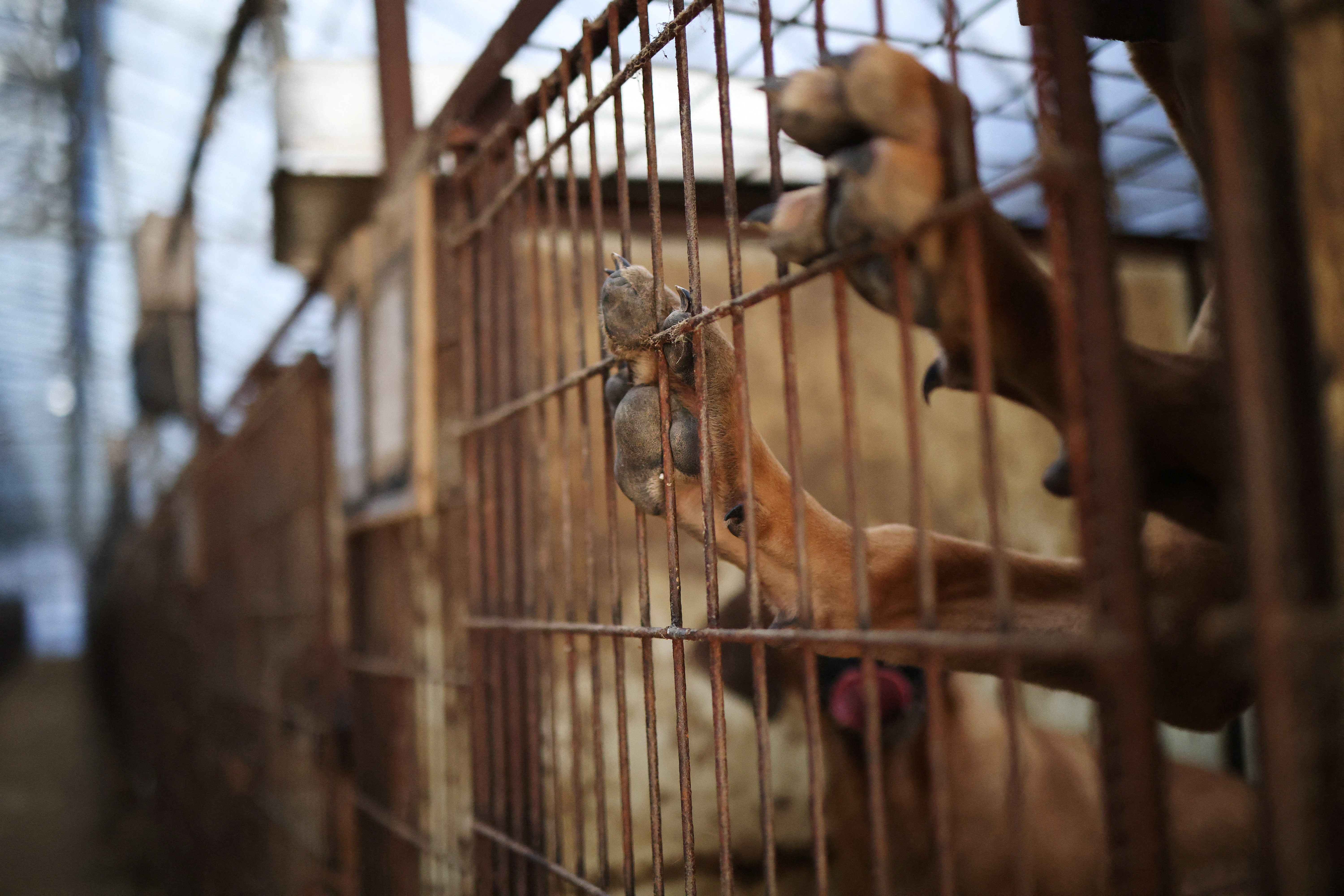 Dogs are pictured in a cage at a dog meat farm in Hwaseong