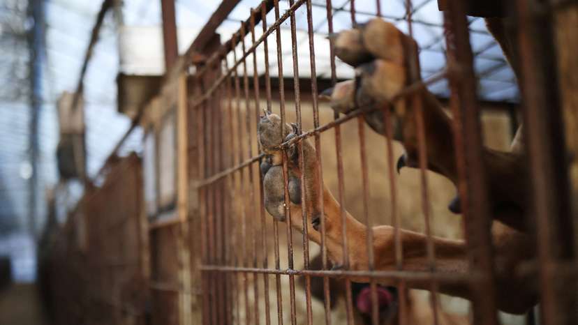 Dogs are pictured in a cage at a dog meat farm in Hwaseong