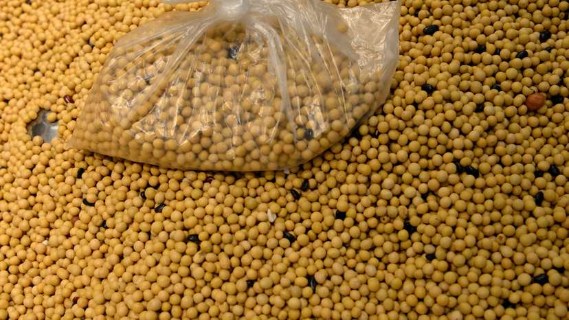 FILE PHOTO: How China reduced its reliance on US farm imports, softening trade war risks