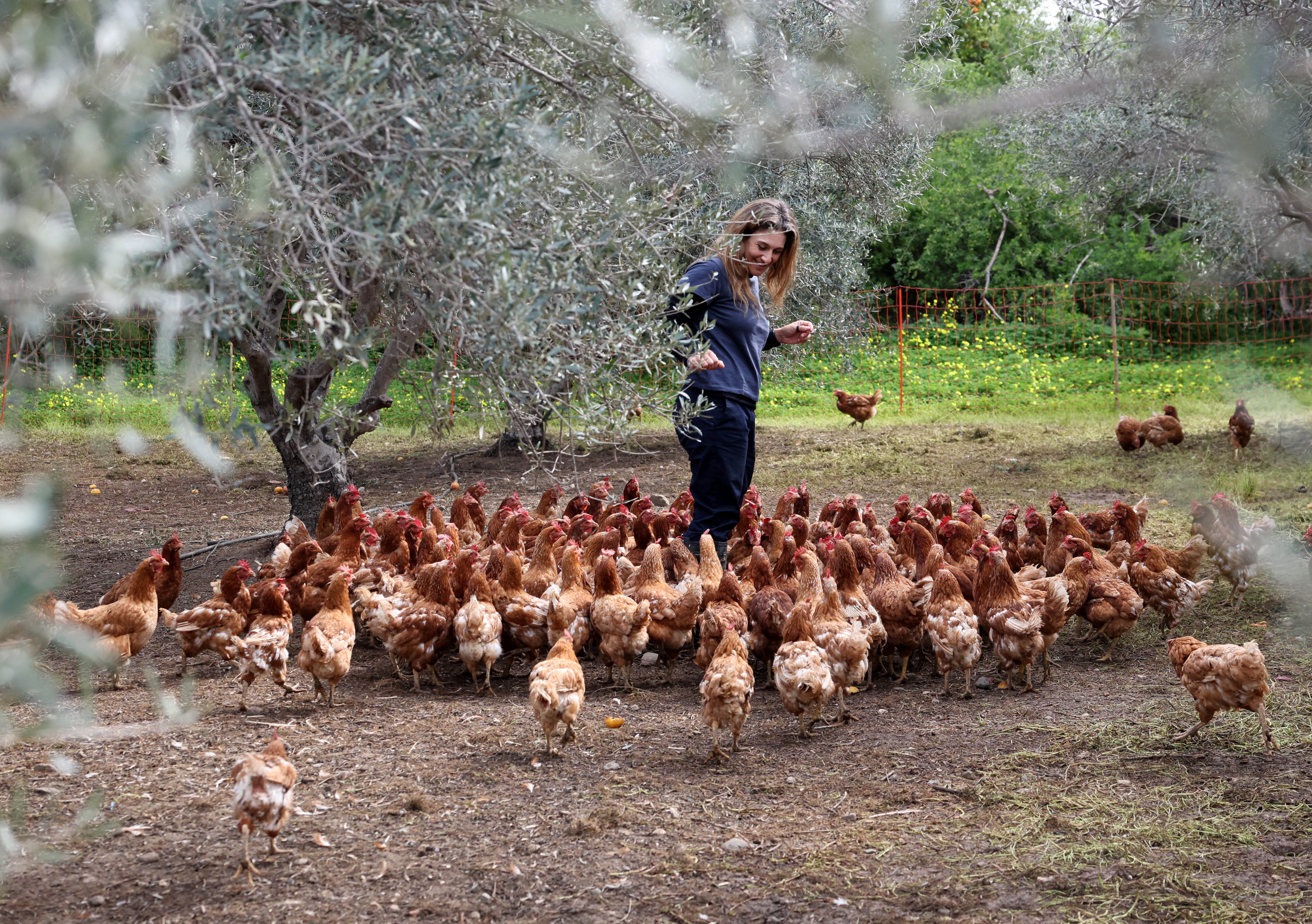 Retired hens are used to fertilise and mow olive groves, in Akaki