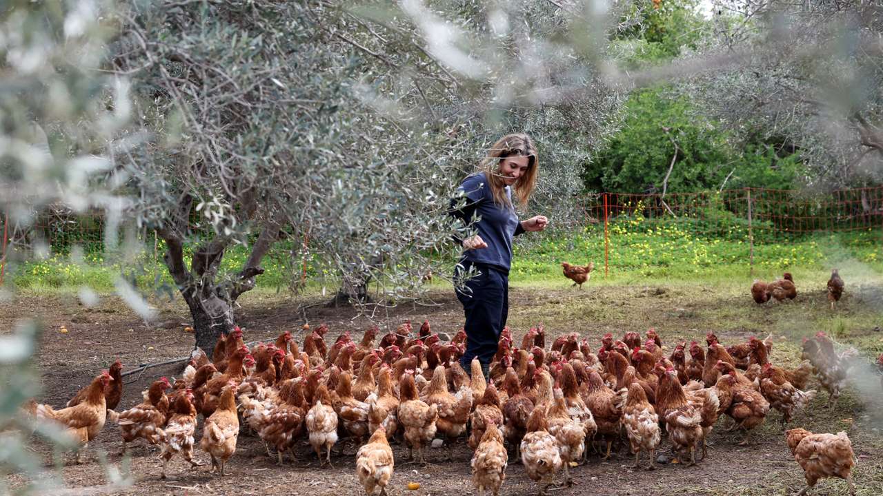 Retired hens are used to fertilise and mow olive groves, in Akaki