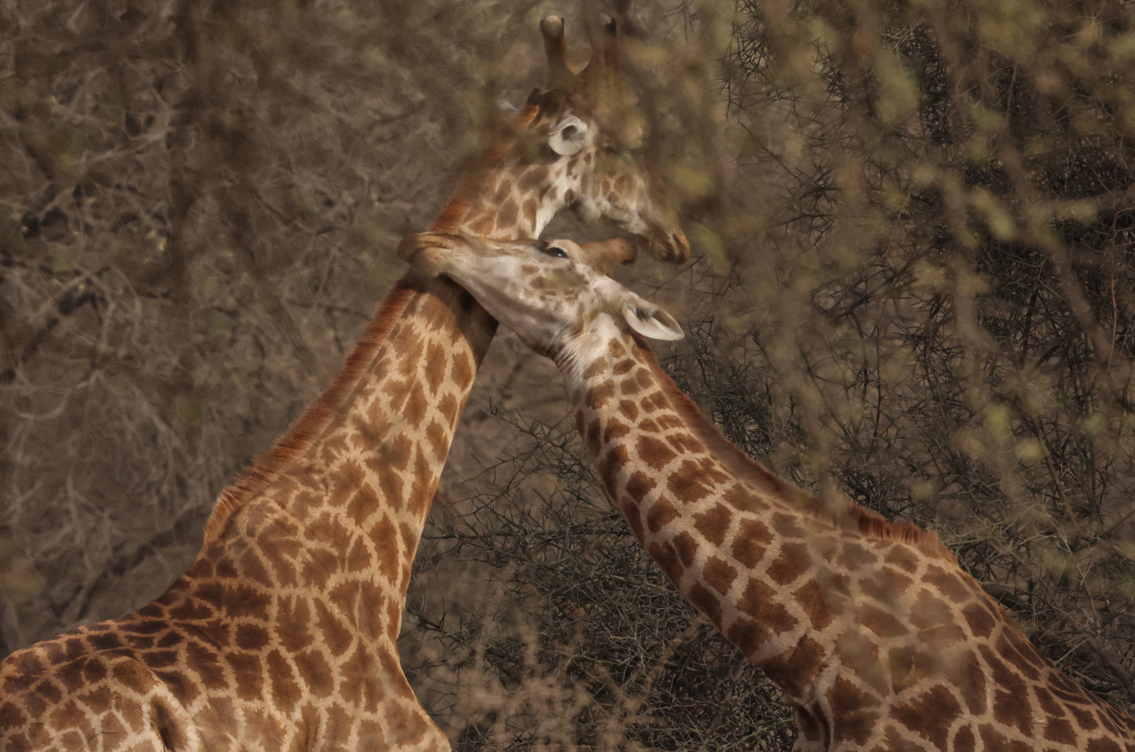 Giraffes are seen at Bandia Conservation Park, in Mbour