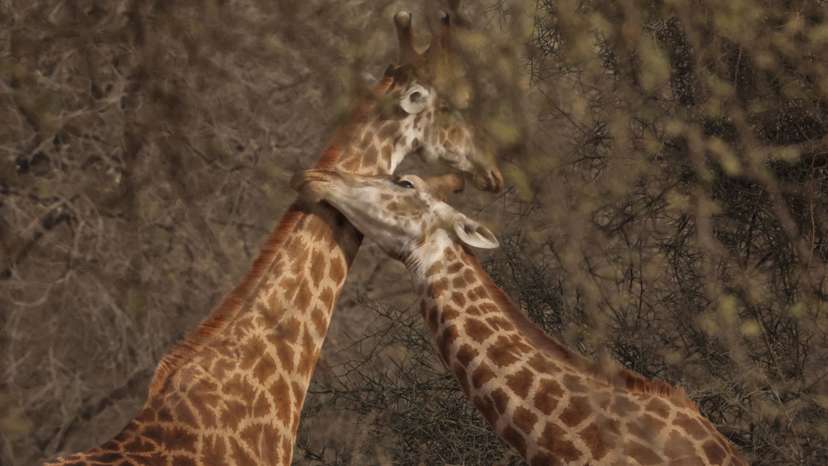 Giraffes are seen at Bandia Conservation Park, in Mbour