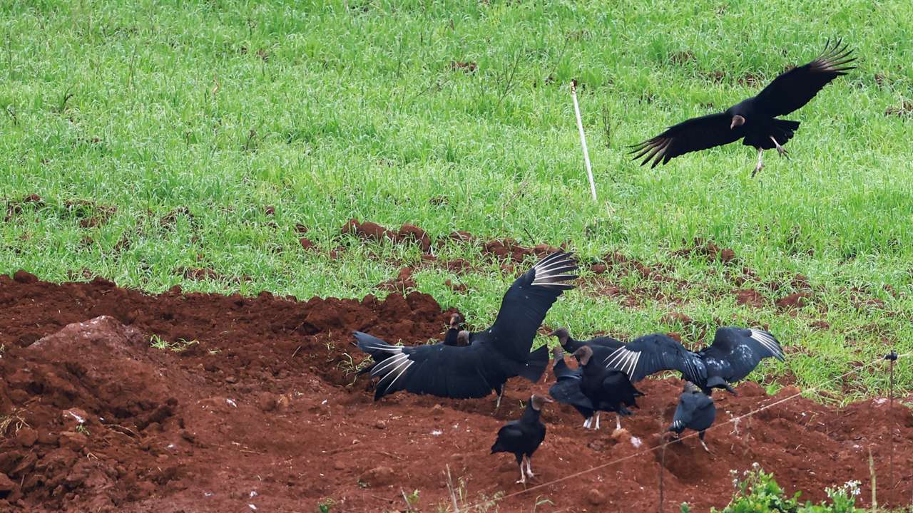 Brazil halts some poultry exports after Newcastle disease case