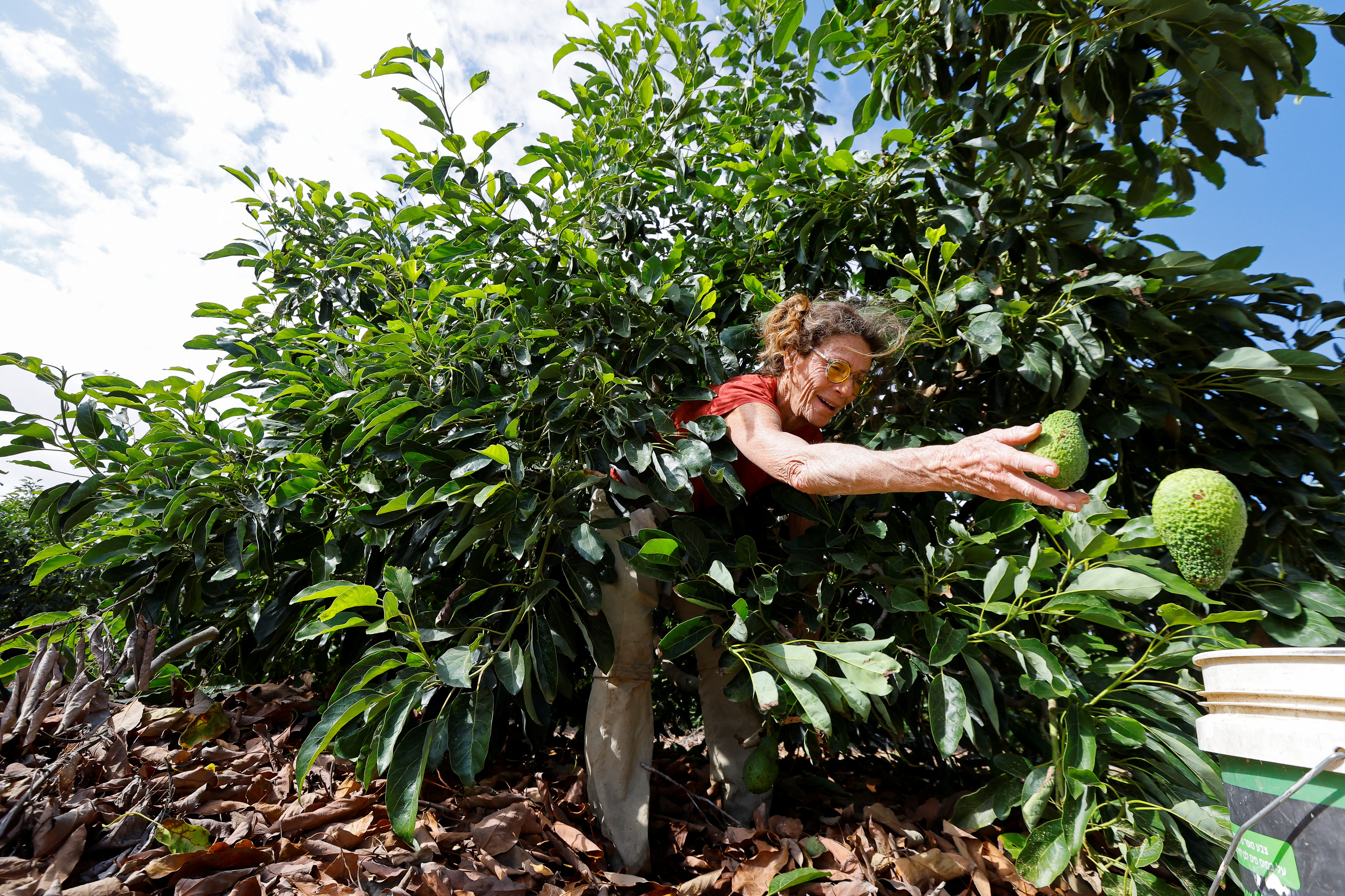 Israeli volunteers help farmers from Kibbutz Beeri, Israel, to pick Avocados