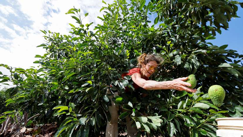 Israeli volunteers help farmers from Kibbutz Beeri, Israel, to pick Avocados
