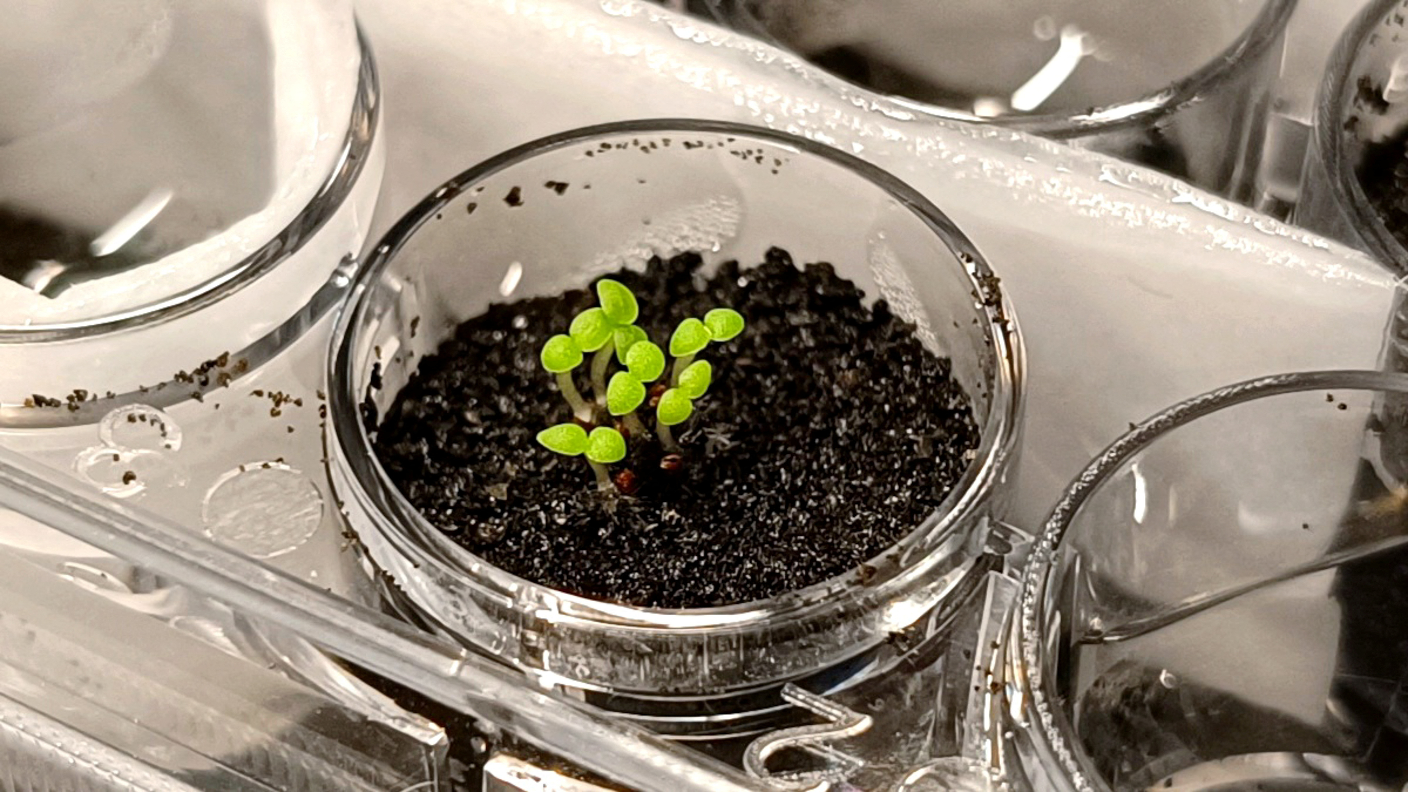 Seedlings of the tobacco relative benth grow in simulated lunar soil in a laboratory at the China Agricultural University in Beijing
