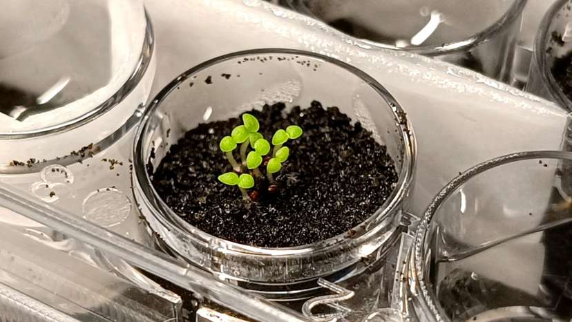 Seedlings of the tobacco relative benth grow in simulated lunar soil in a laboratory at the China Agricultural University in Beijing