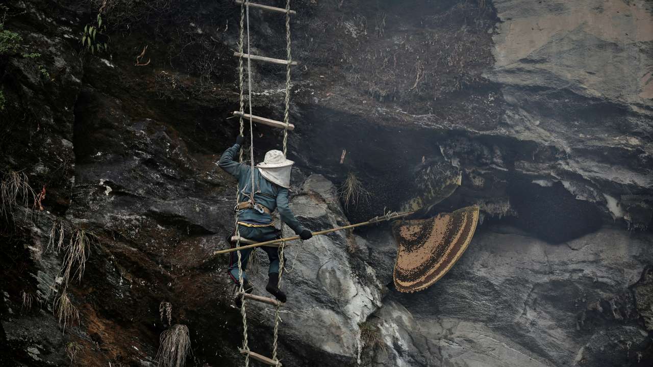 The Wider Image: Nepal's honey gatherers say fewer hives threaten tradition