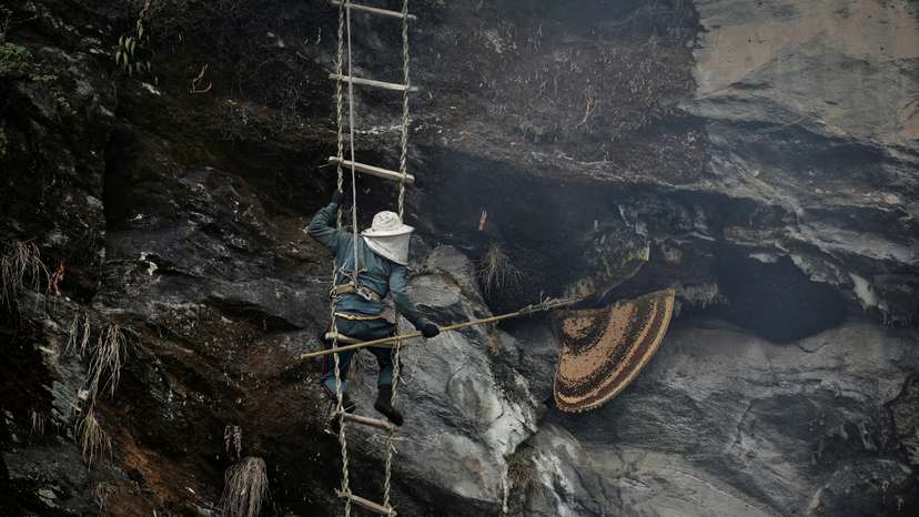 The Wider Image: Nepal's honey gatherers say fewer hives threaten tradition