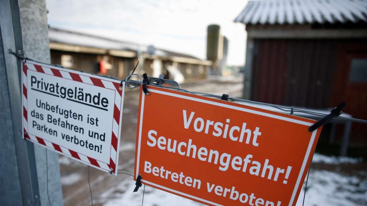 German meat exports face disruption after foot-and-mouth disease case