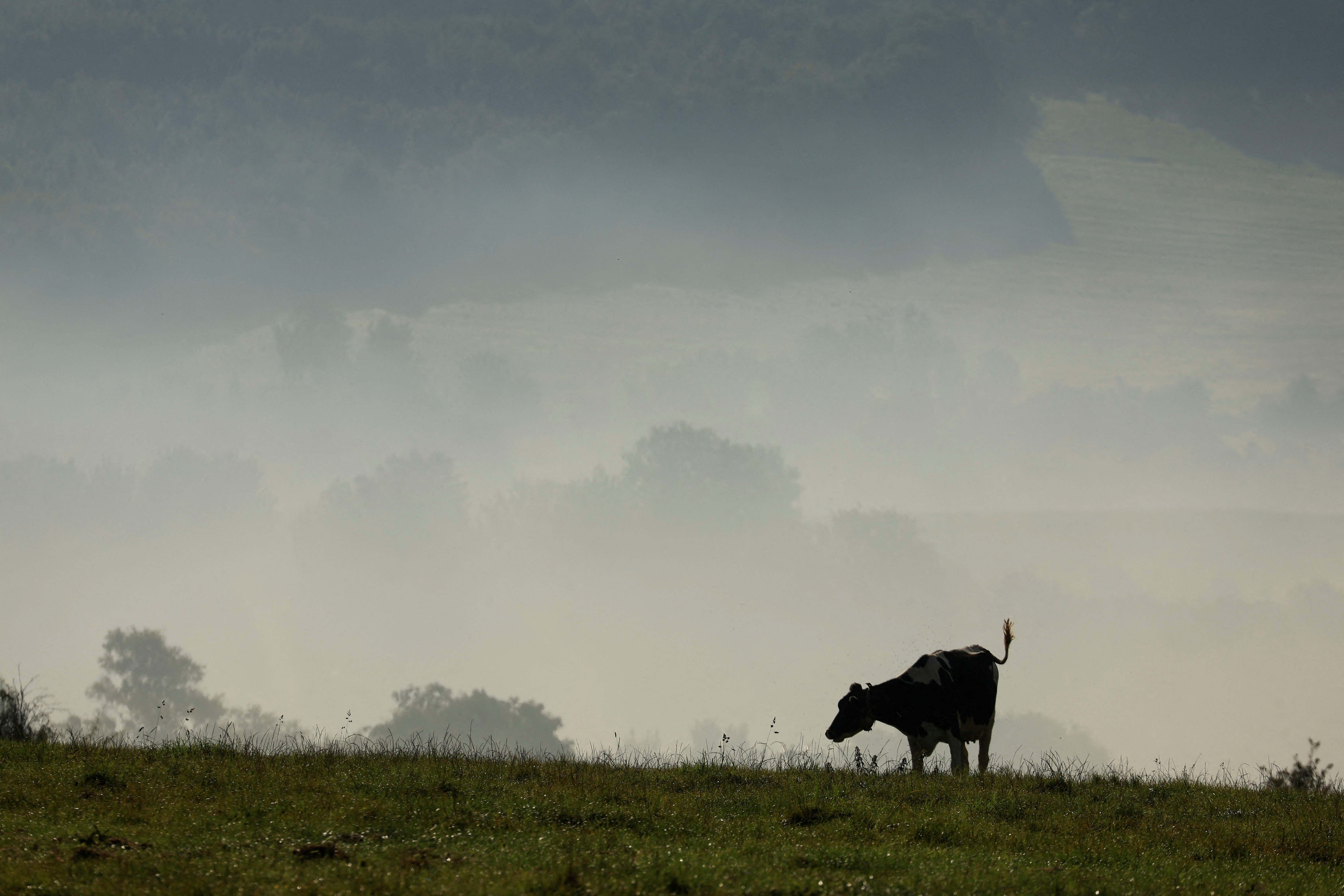 FILE PHOTO: A cow grazes in a meadow in Saint-Leonard