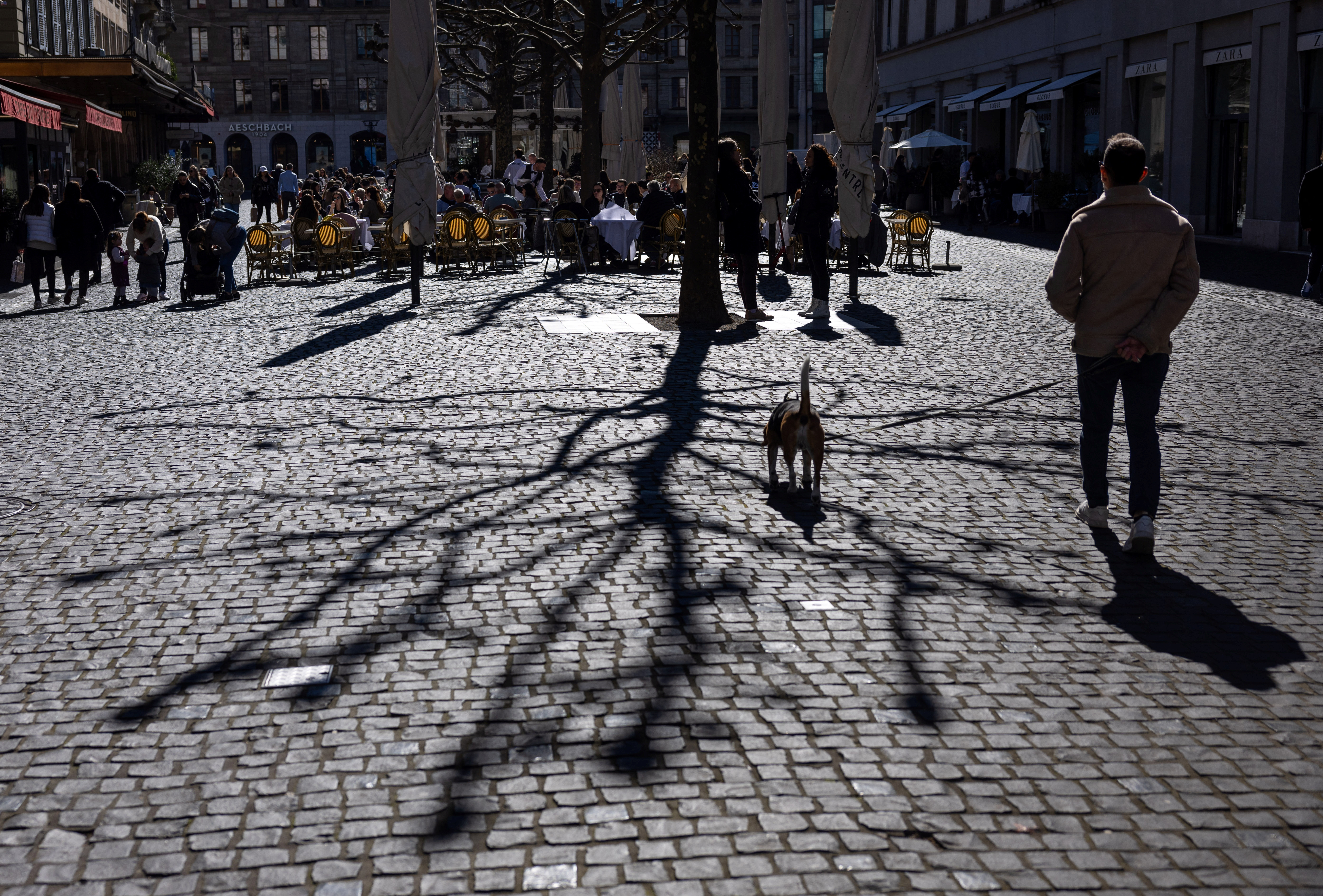 A man walks his dos near the shadow of a tree in Geneva