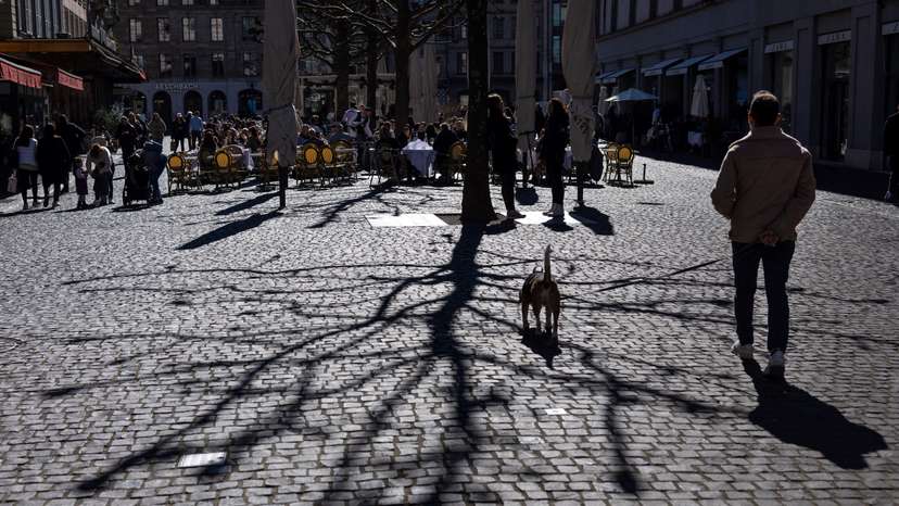 A man walks his dos near the shadow of a tree in Geneva