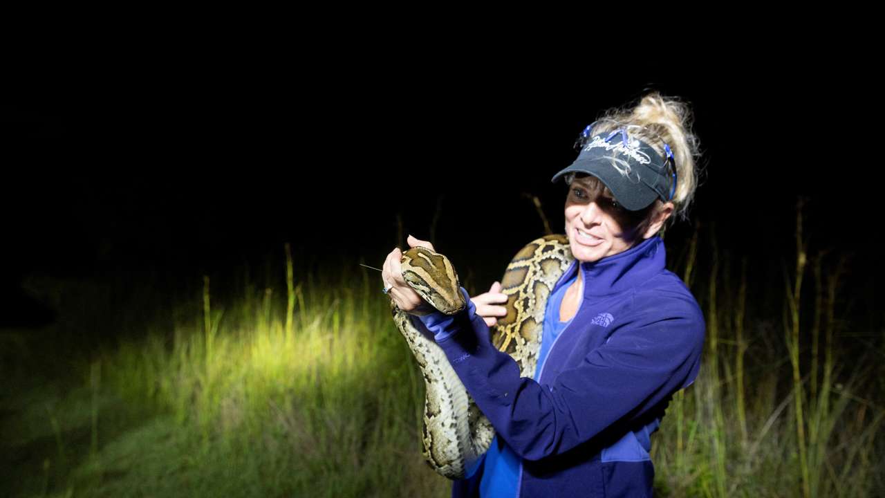 Professional python hunter has a unique approach to the state’s invasive Burmese python species, in the Florida Everglades