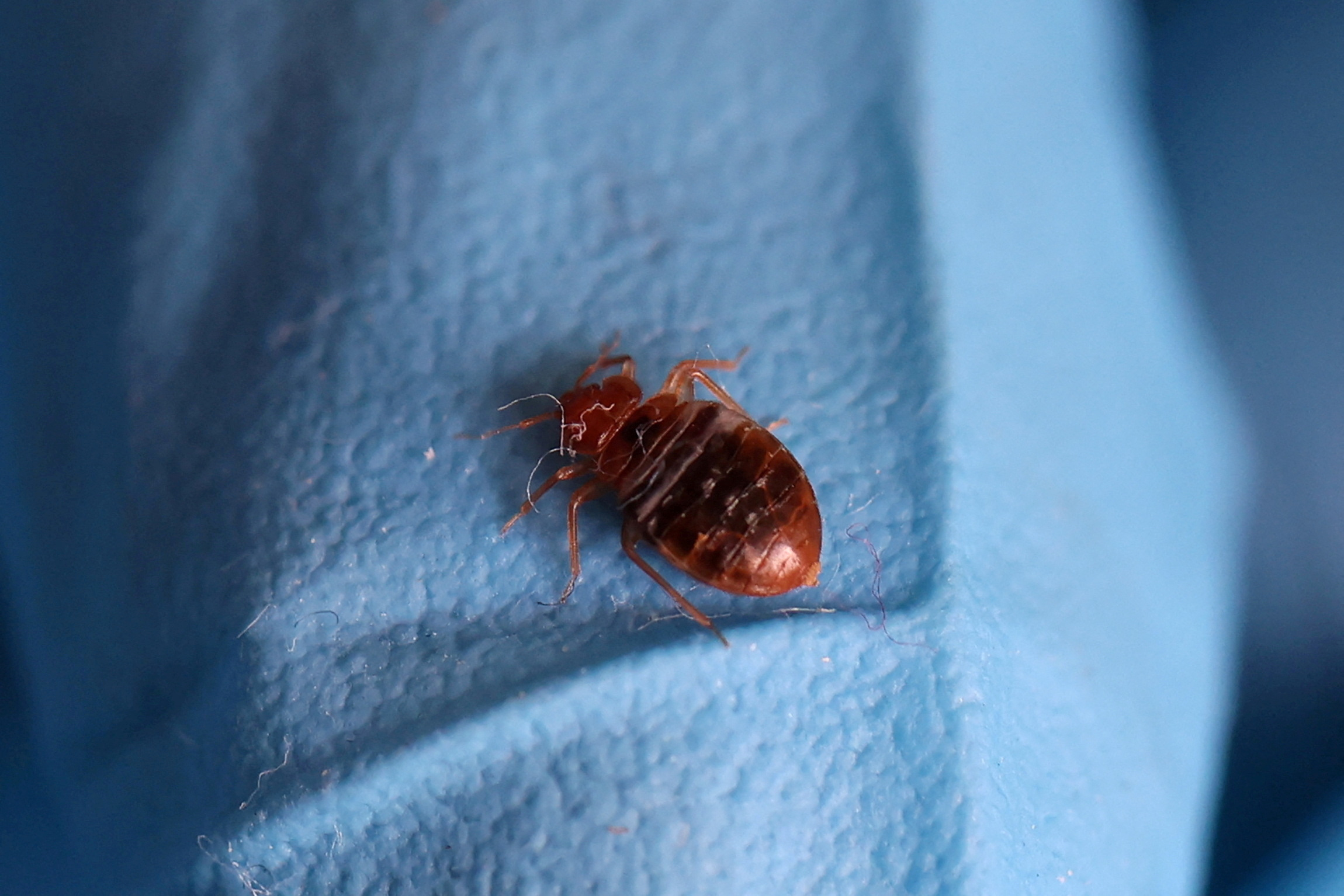 FILE PHOTO: South Korea ramps up pest control after reports of bedbugs