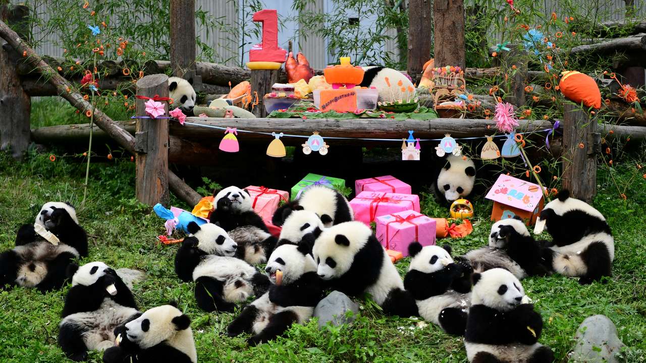 Giant panda cubs born in 2018 eat and play during a group birthday celebration at Shenshuping panda base in Wolong, Sichuan