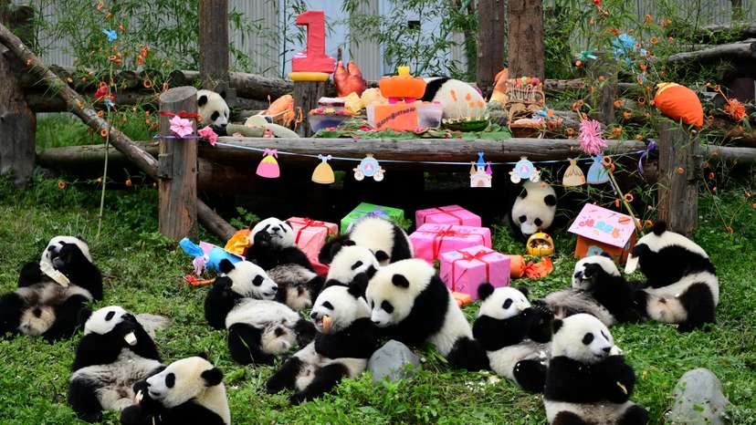Giant panda cubs born in 2018 eat and play during a group birthday celebration at Shenshuping panda base in Wolong, Sichuan