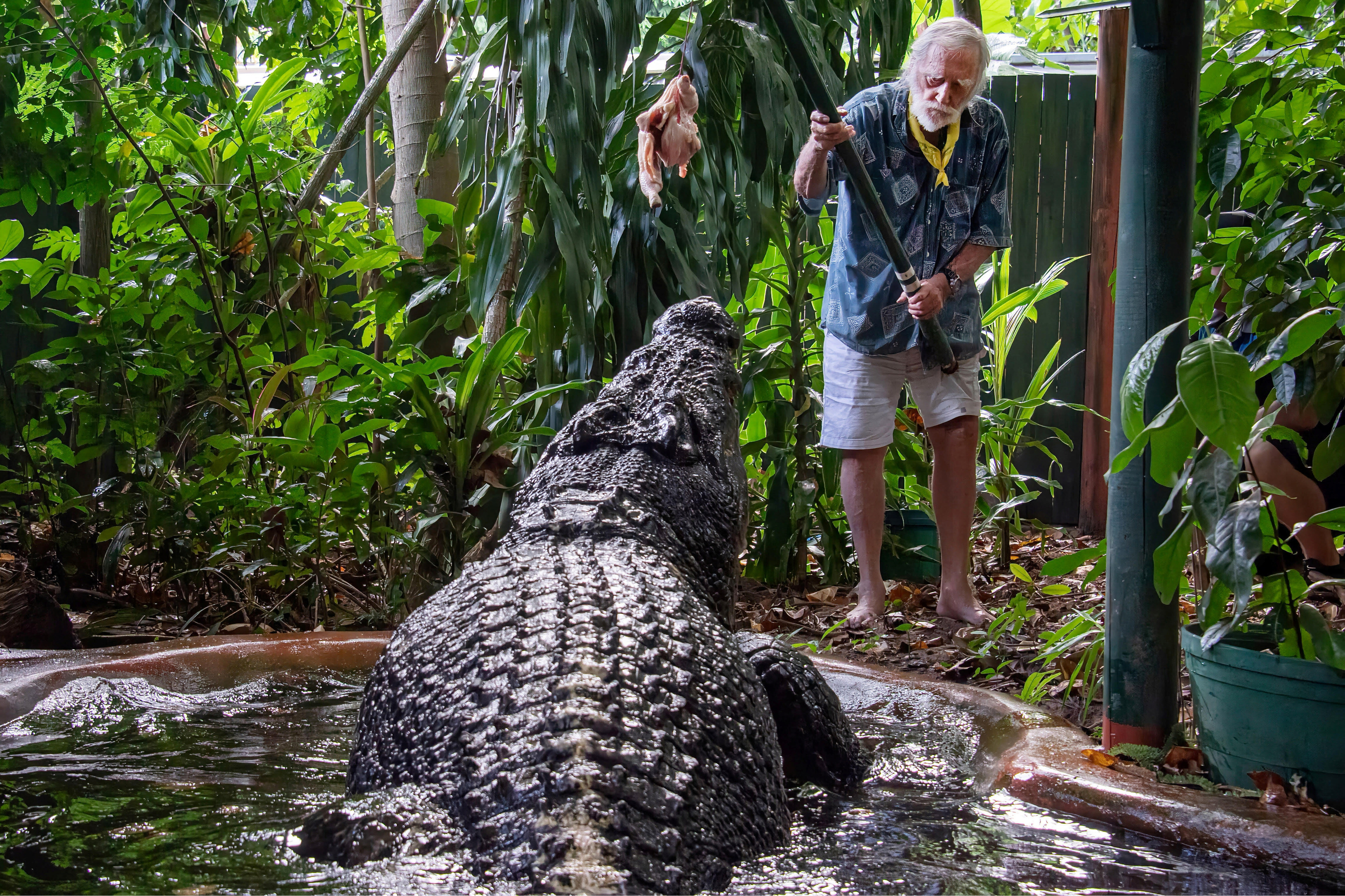 George Craig feeds the world's largest captive crocodile Cassius at the Marineland Melanesia on Green Island