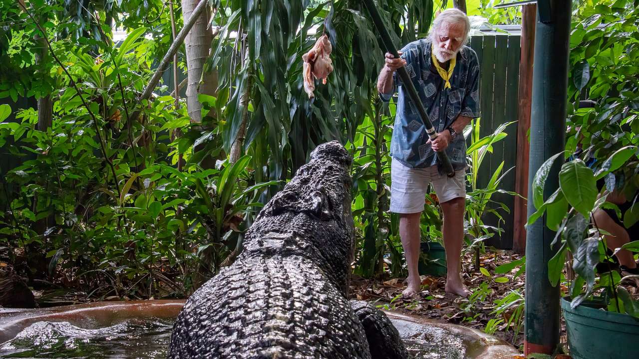 George Craig feeds the world's largest captive crocodile Cassius at the Marineland Melanesia on Green Island