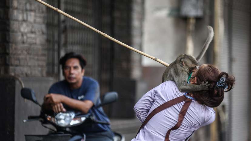 The Wider Image: No more monkey mania in Thai town after clamp down