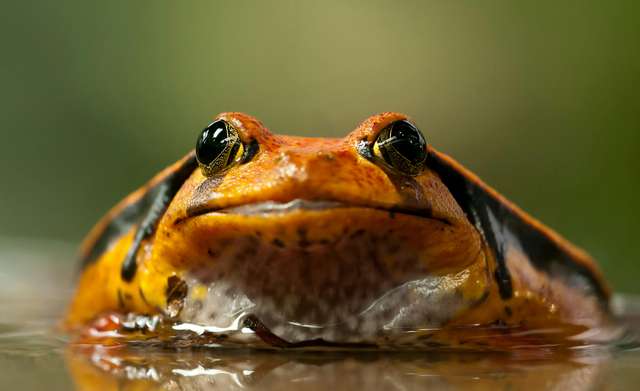 Tomato Frog