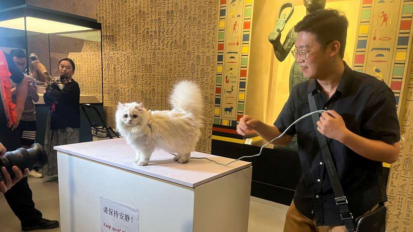 A cat visitor prepares to have its photo taken in front of a statue depicting the cat goddess Bastet at Shanghai Museum's "Meow Night\