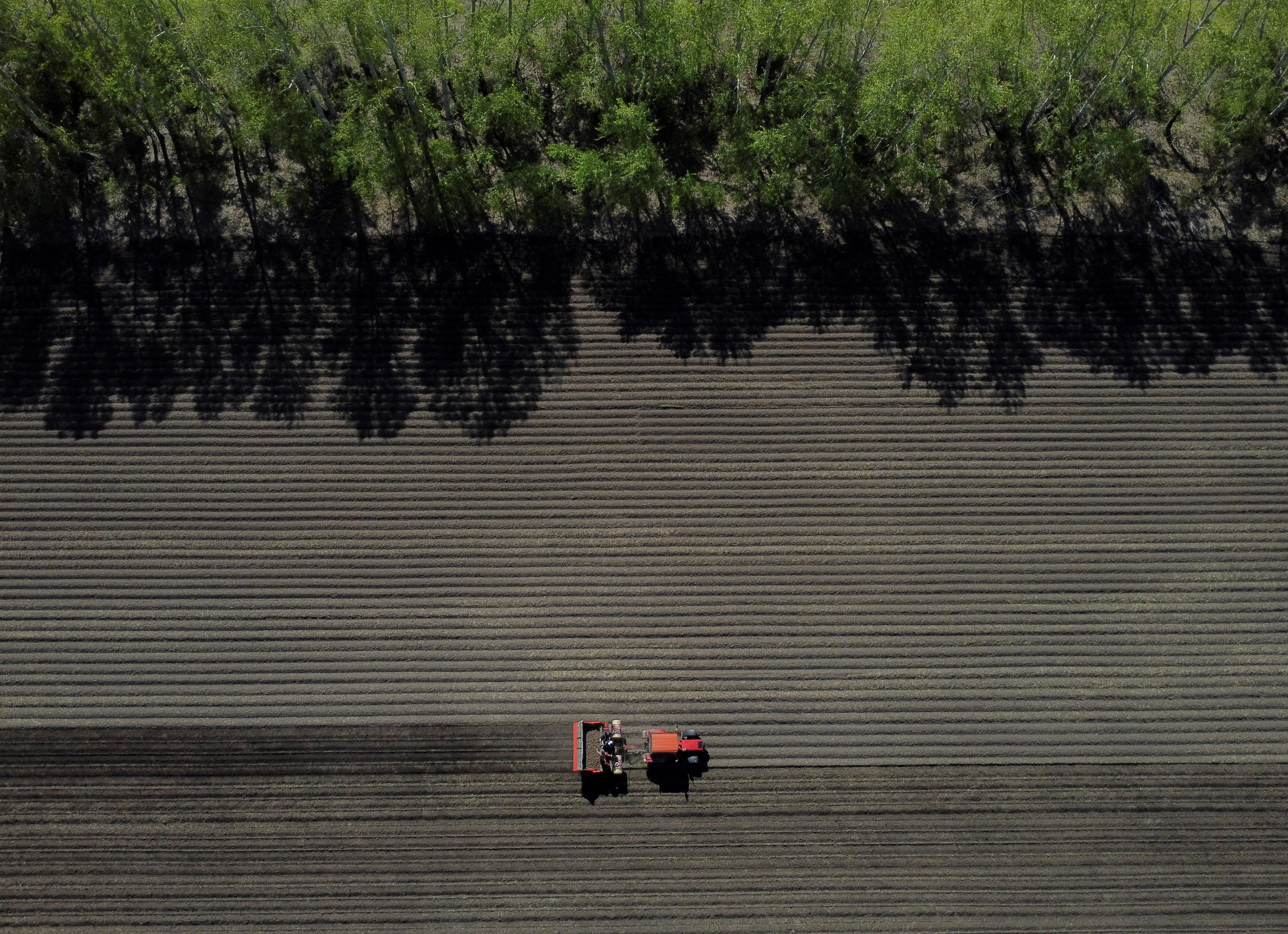 Potato planting in Novosibirsk region