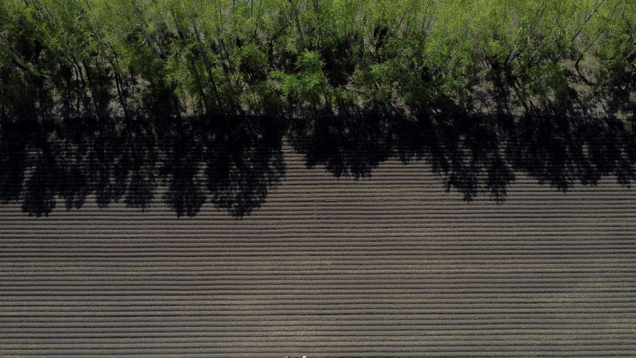 Potato planting in Novosibirsk region